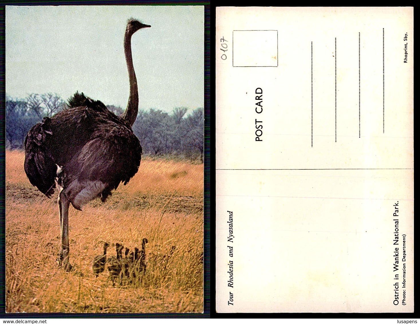 EC [00107] - RHODESIA ZIMBABWE - OSTRICH IN WANKIE NATIONAL PARK - Zimbabwe