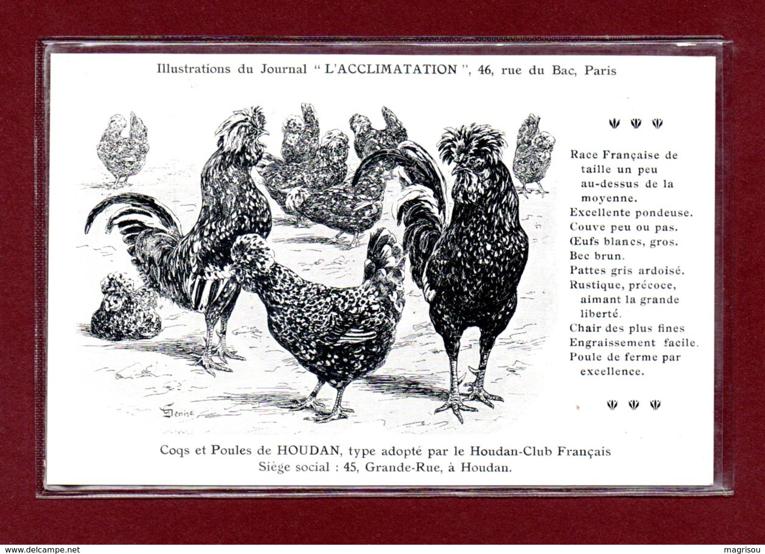 ANIMAUX-CPA ILLUSTRATIONS DU JOURNAL L'ACCLIMATATION - COQ ET POULE DE HOUDAN - Autres & Non Classés