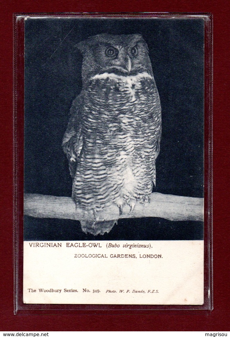 ANIMAUX-CPA ZOOLOGICAL GARDEND LONDON - VIRGINIAN EAGLE-OWL - Oiseaux