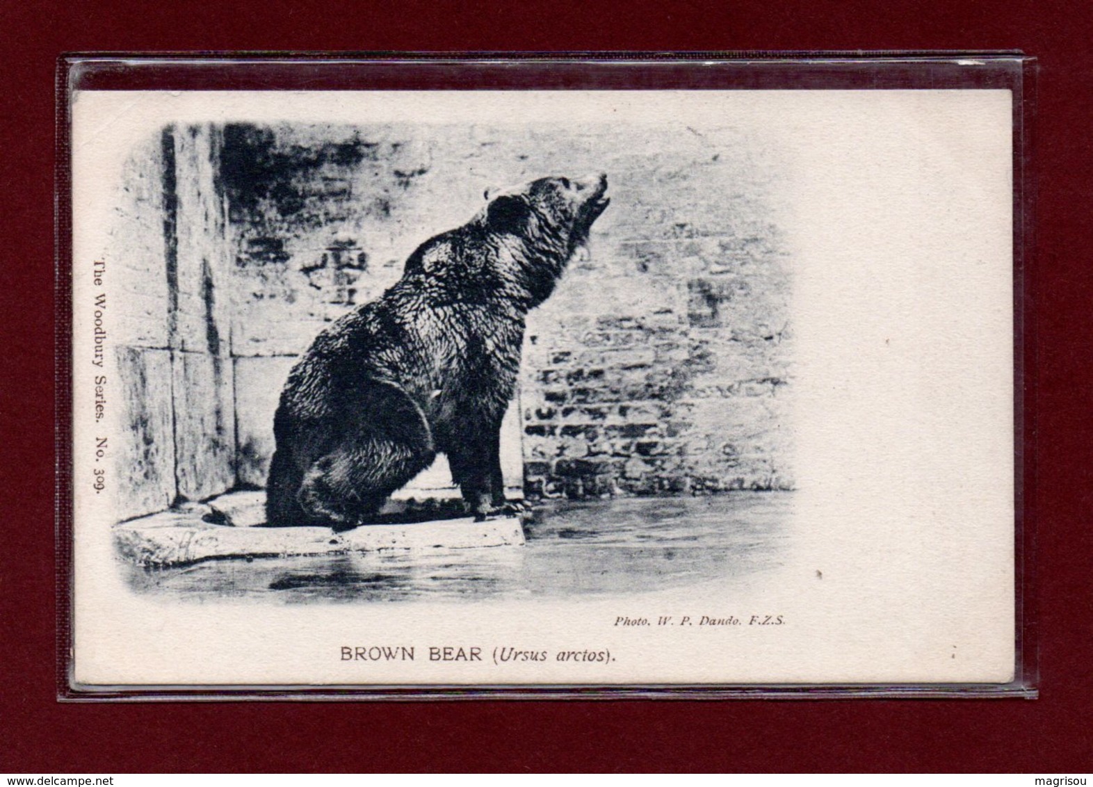 ANIMAUX-CPA ZOOLOGICAL GARDEND LONDON - BROWN BEAR - Bears