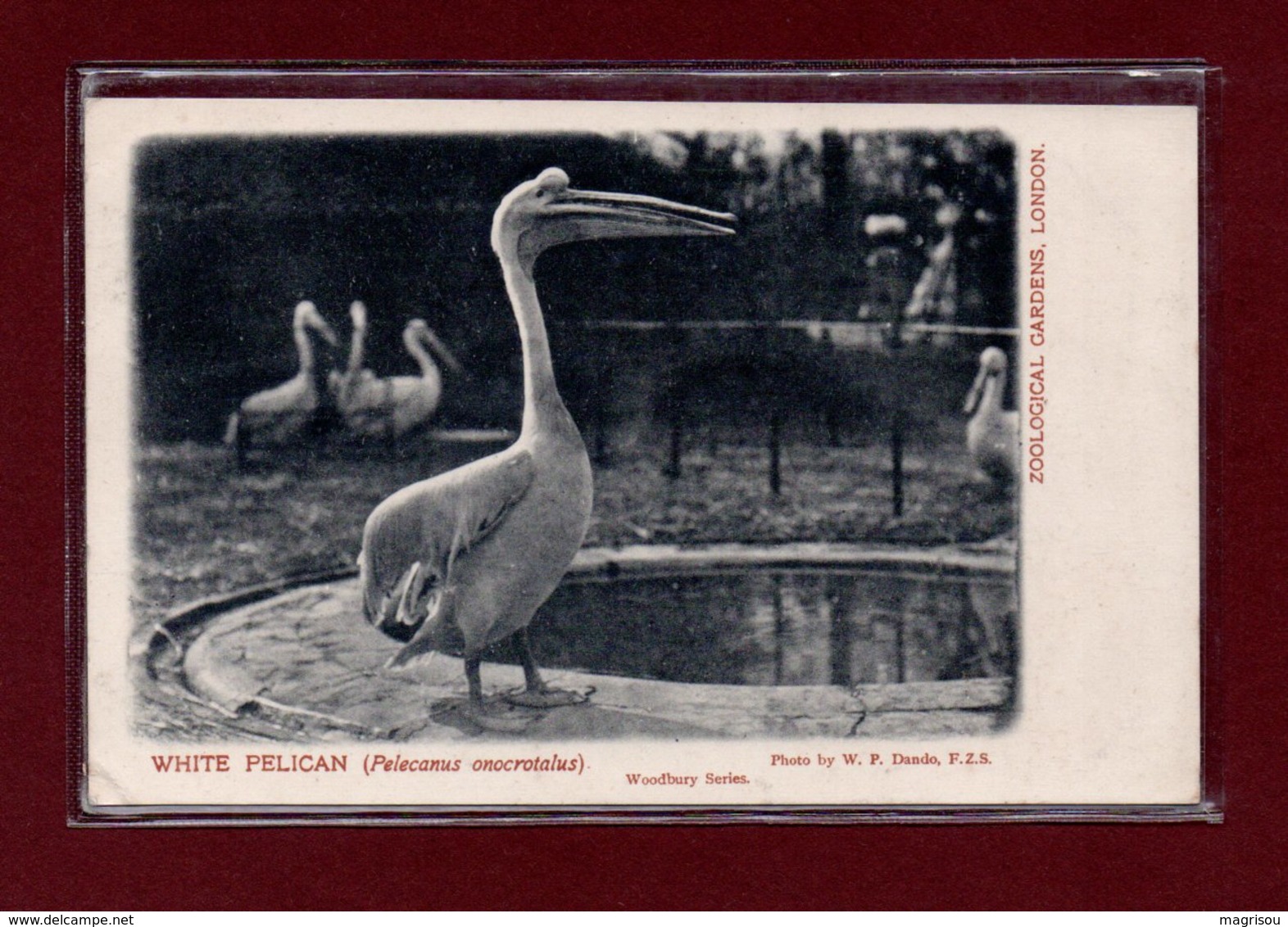 ANIMAUX-CPA ZOOLOGICAL GARDEND LONDON - WHITE PELICAN - Birds