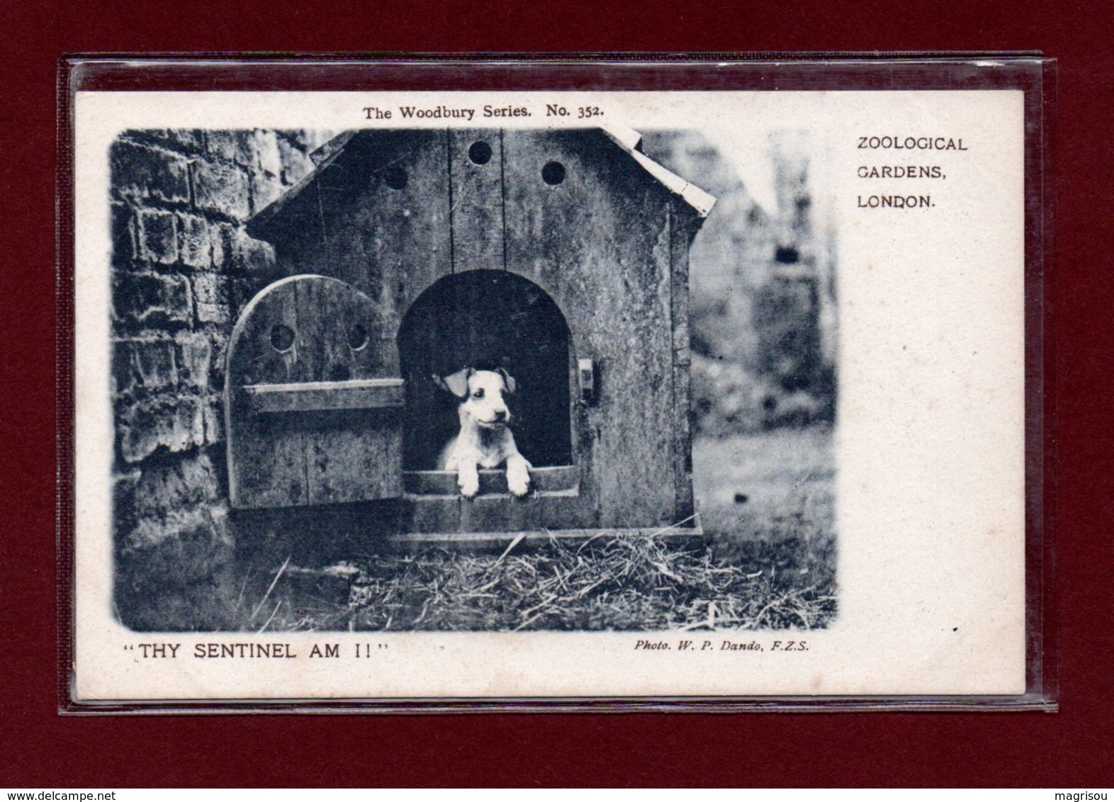 ANIMAUX-CPA ZOOLOGICAL GARDEND LONDON - THY SENTINEL AM I - FOX TERRIER ANGLAIS - Dogs