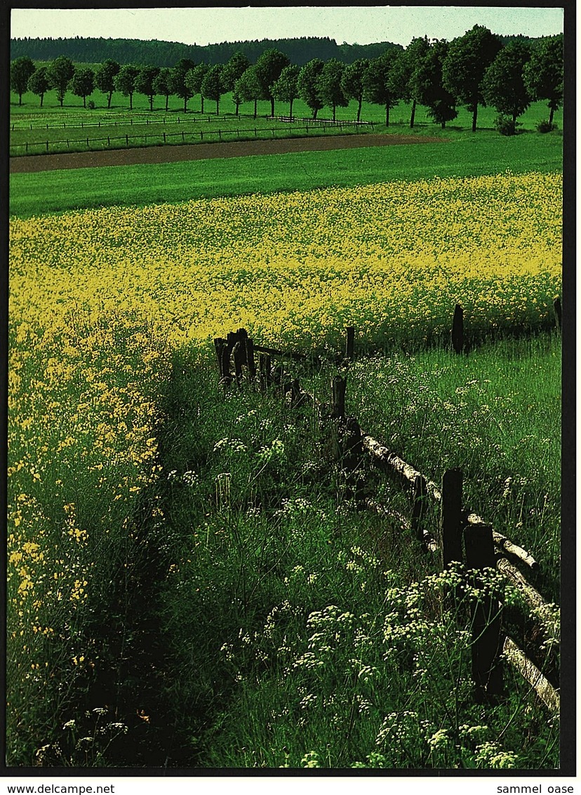 Landschaft Im Arnsberger Wald  -  DJH / Deutsche Jugend Herberge  -  Ansichtskarte Ca. 1987    (9425) - Möhnetalsperre