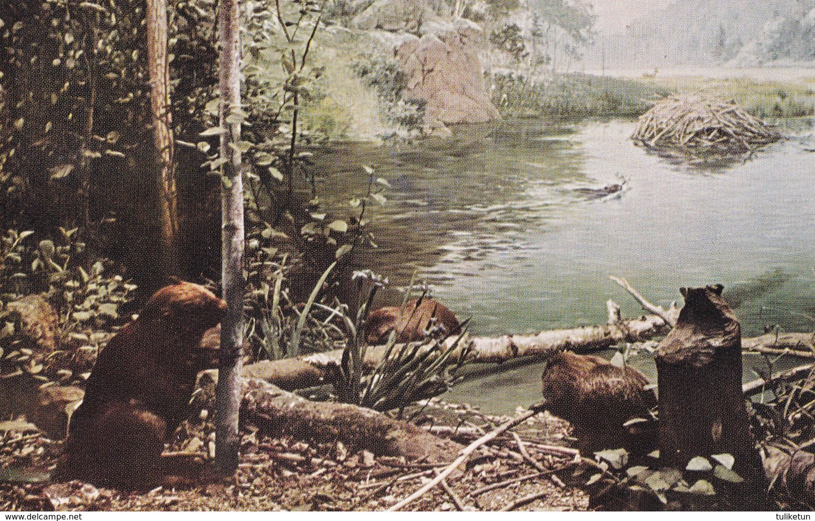 American Beaver - Castor - Bever - Biber - Castoro - Animal - Fauna - Autres & Non Classés