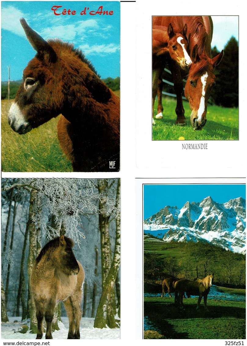 CHEVAUX - ÂNES /  Lot De 85 Cartes Postales Modernes écrites - 5 - 99 Cartes