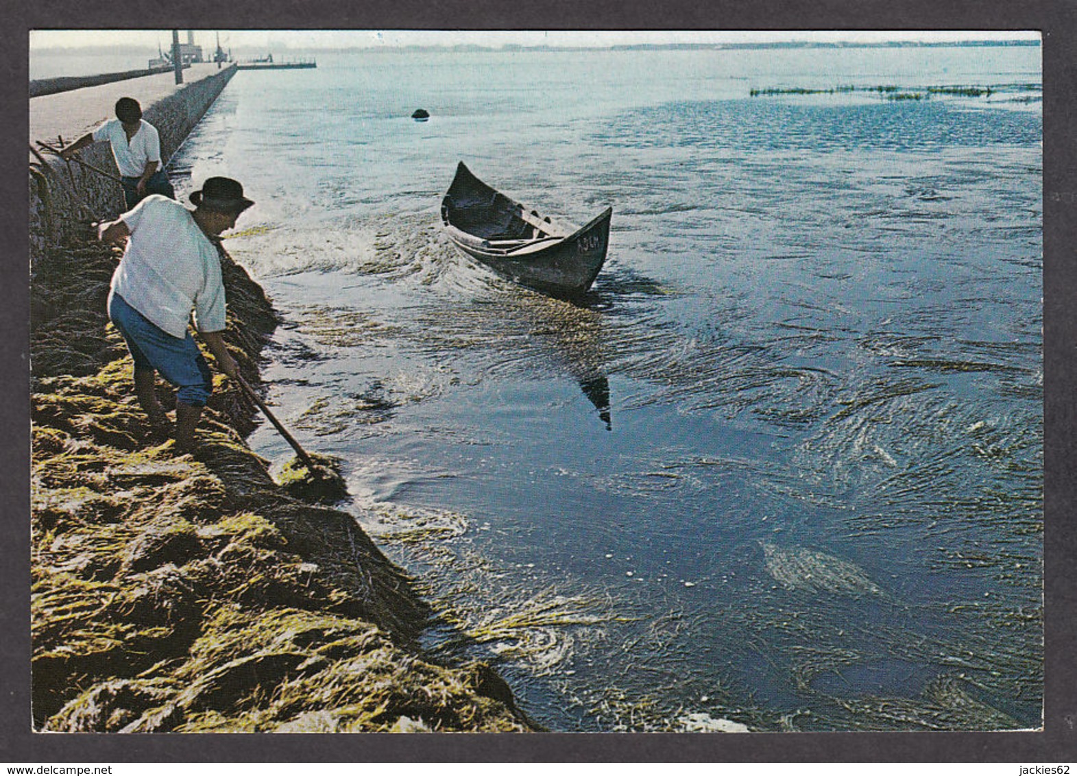 73113/ AVEIRO Ramassage D'algues Près Du Rivage, Apanha Do Molico Junto A Margem - Aveiro