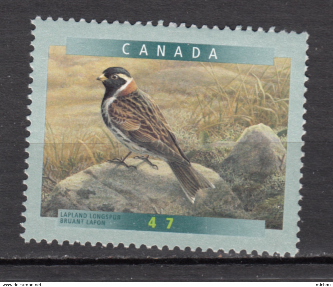 Canada, MNG, Bruant Lapon, Passereau, Oiseau, Bird - Uccelli Canterini Ed Arboricoli