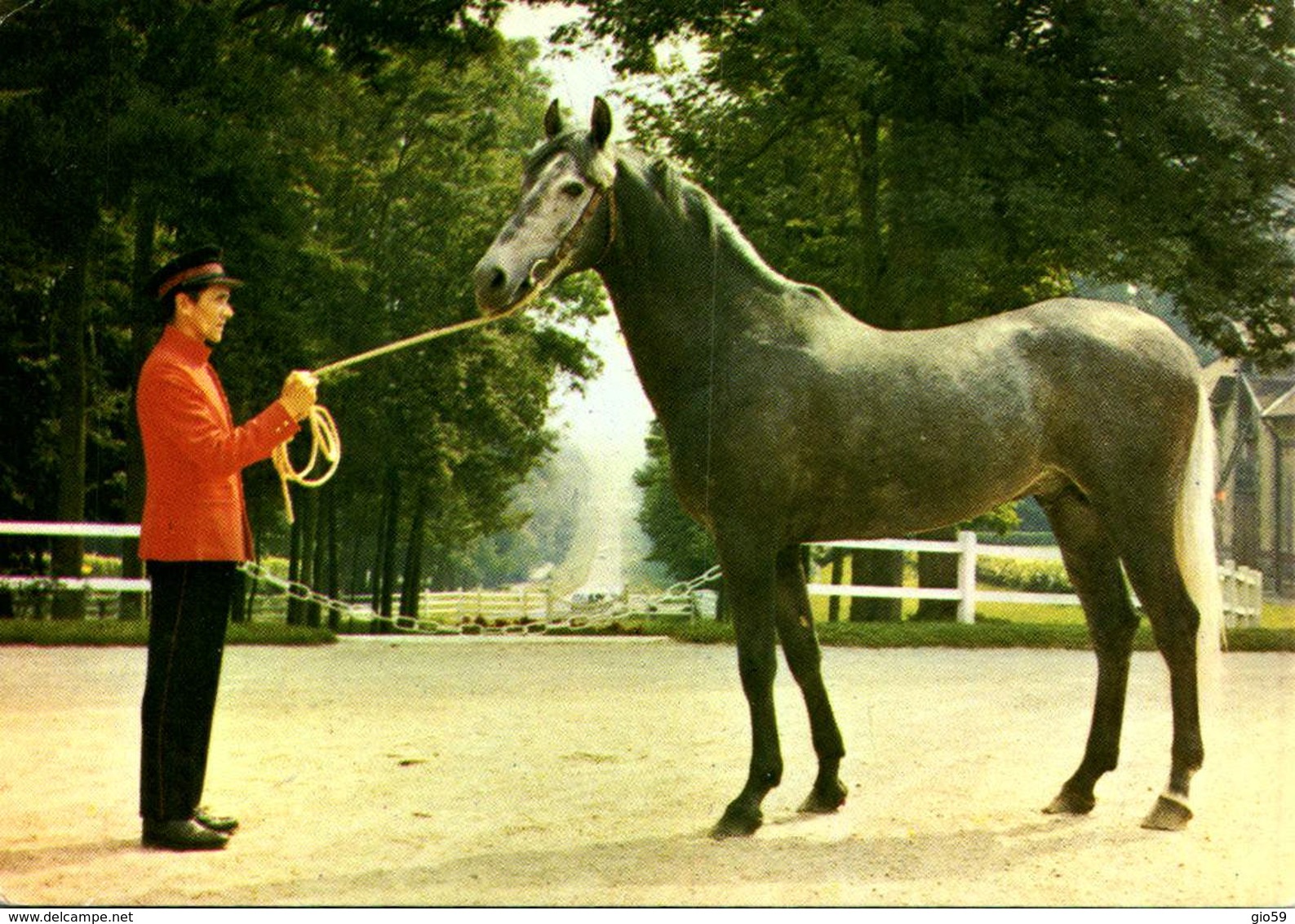 Animaux & Faune > Chevaux  / LOT 621 - Caballos