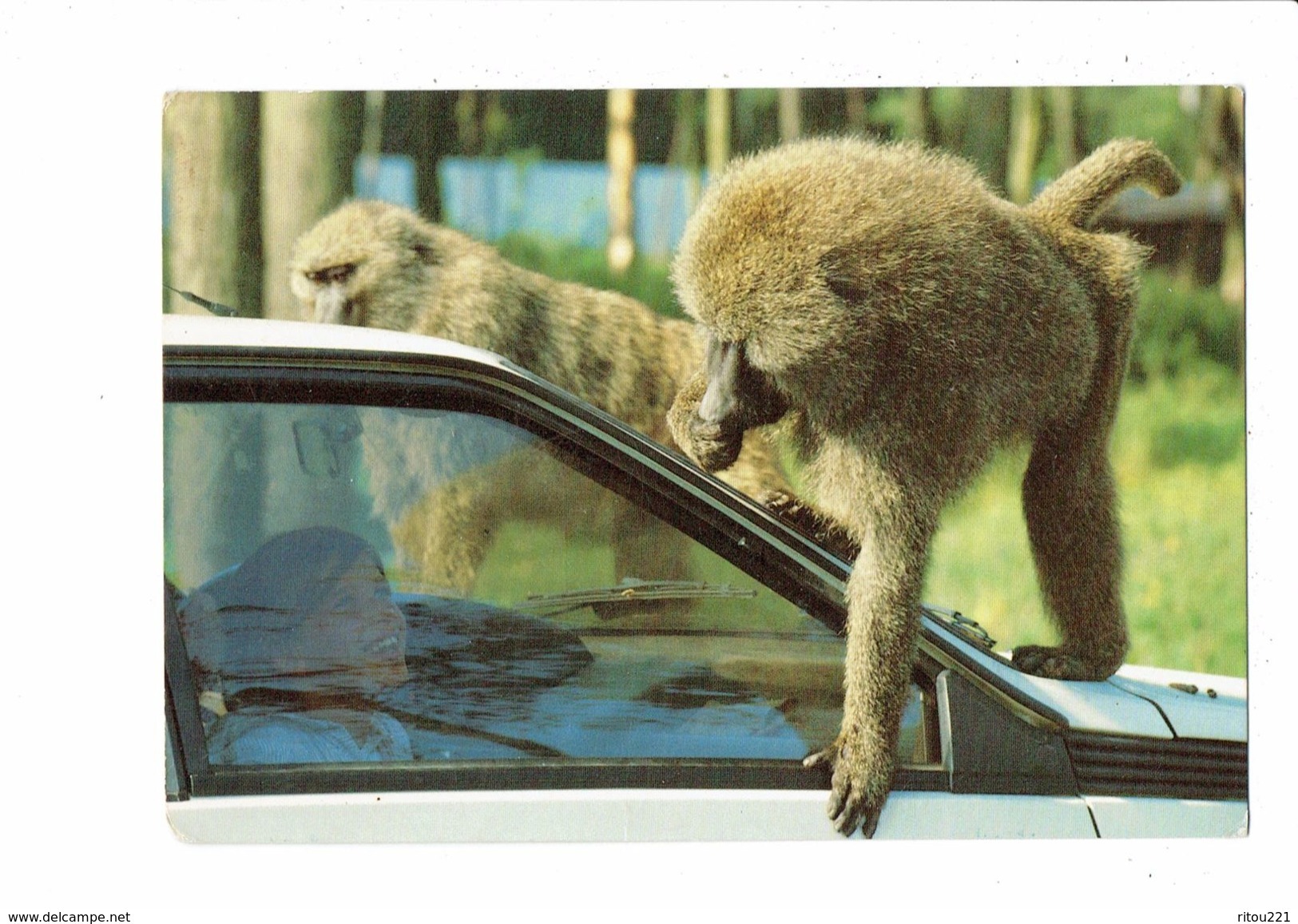 Cpm - PARC DE SAINT-VRAIN - Monde Des Animaux Sauvages - Safari Auto - Singe - - Monkeys