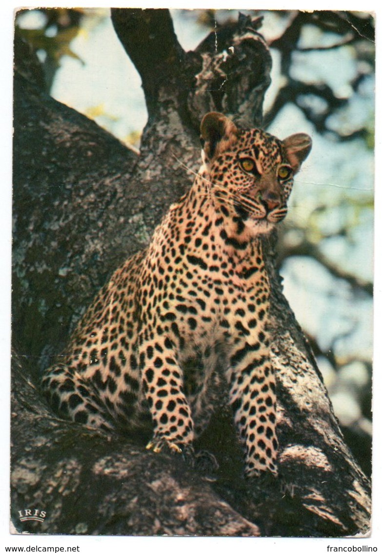 AFRICAN FAUNA-LEOPARD / WITH HAUTE-VOLTA/BURKINA FASO STAMP-MANGA CANCEL 1975 - Burkina Faso