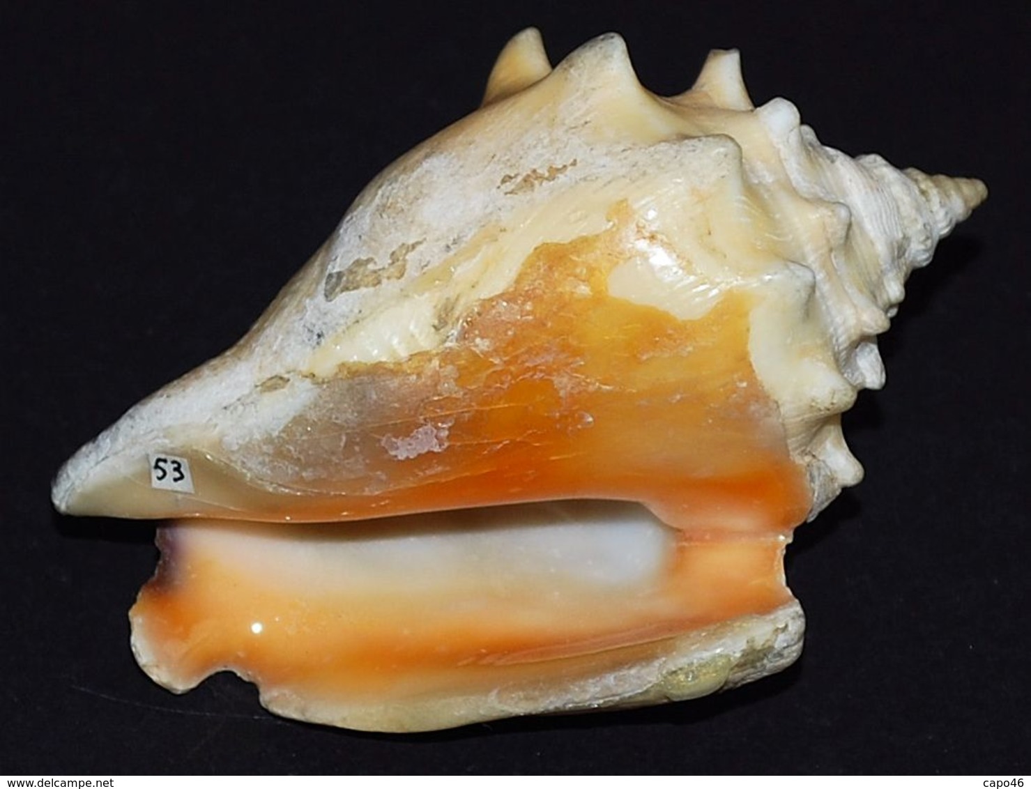 53 - STROMBUS PUGILIS - Mm 65 - Seashells & Snail-shells