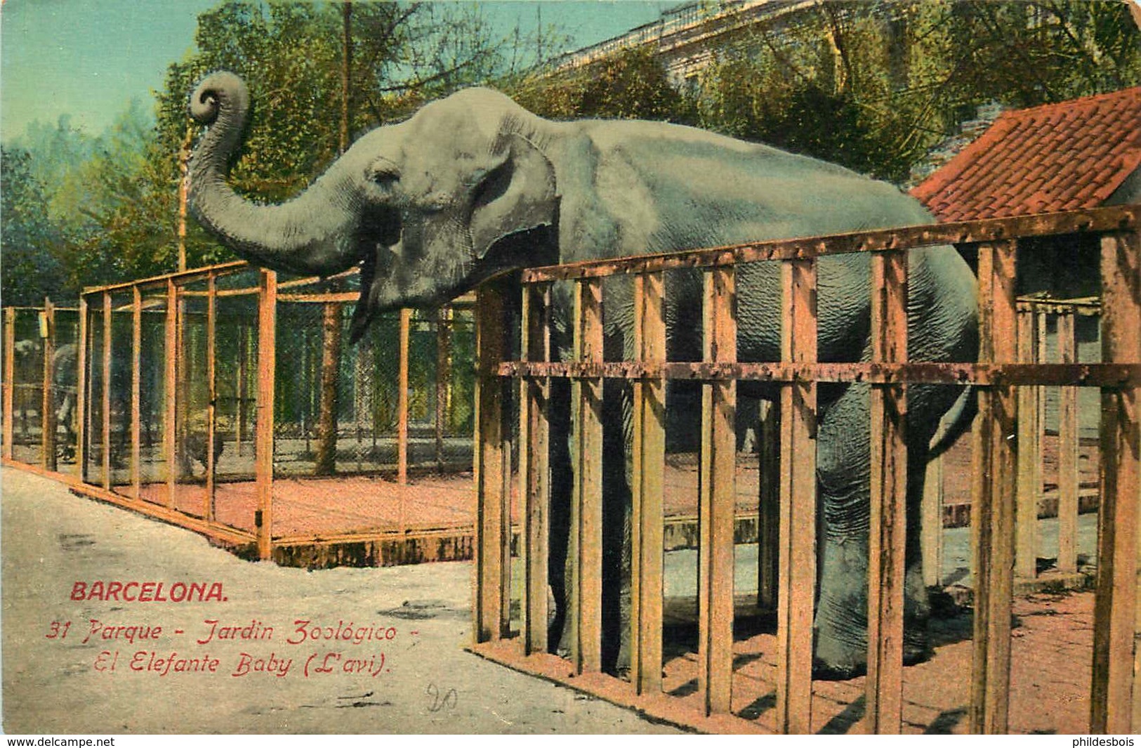 ELEPHANTS  Zoo De Barcelone - Elefanti