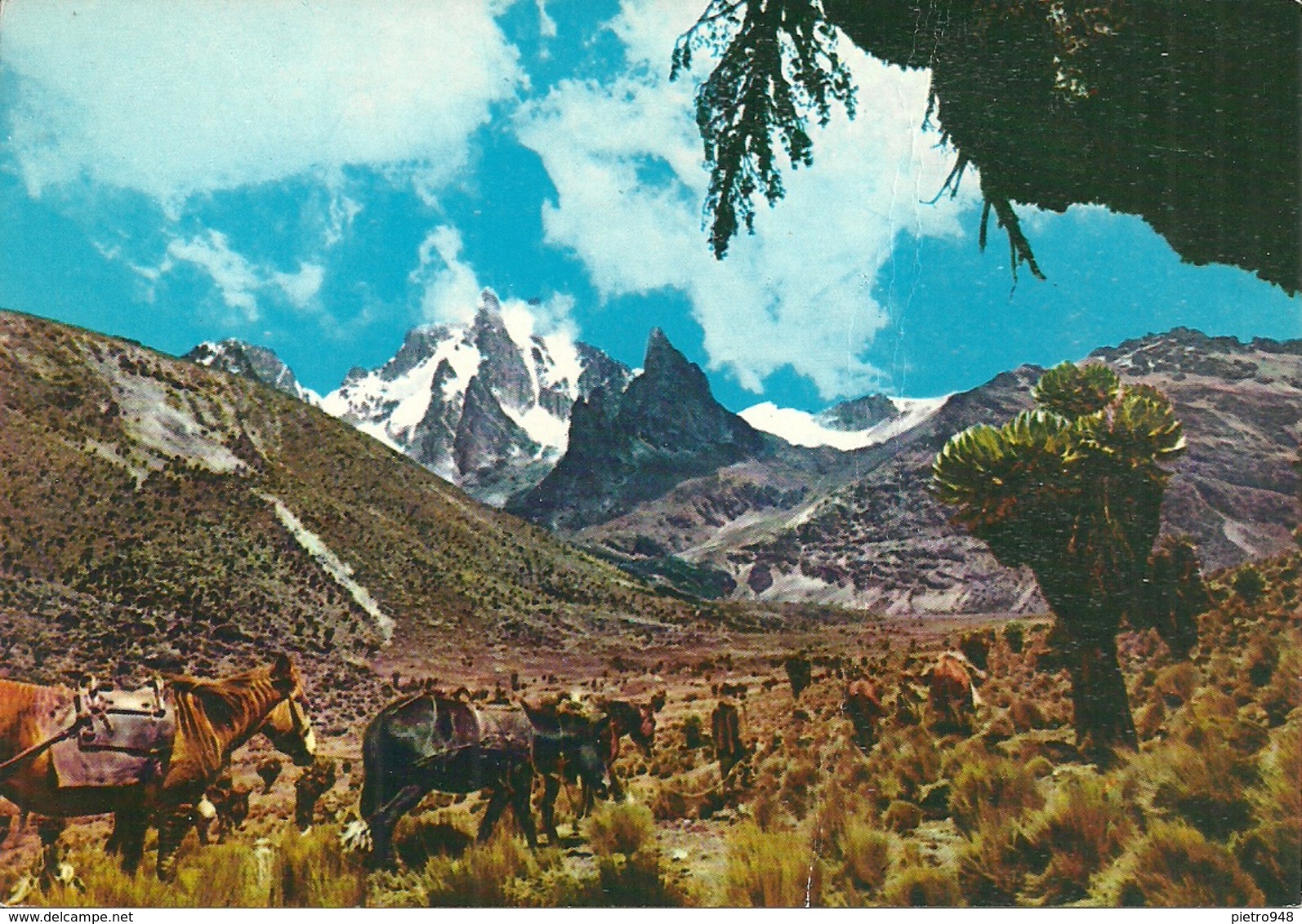 Mount Kenia (Kenia) Panorama Con Cavalli, General View With Horses - Kenia