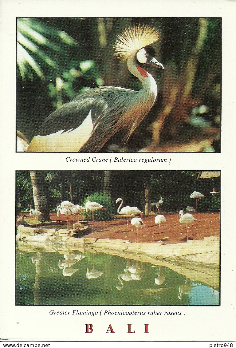 Bali (Indonesia) Crowned Crane (Balerica Regulorum), Greater Flamingo (Phoenicopterus Ruber Roseus) - Indonesia