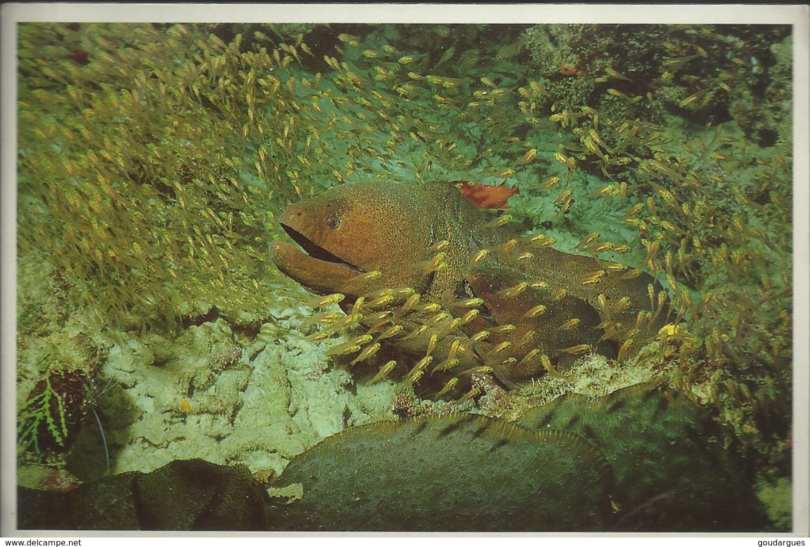 Maldives ... The Diver's Paradise - Morey Eel With The Young - Photo Rannali Tourist Village - Maldives