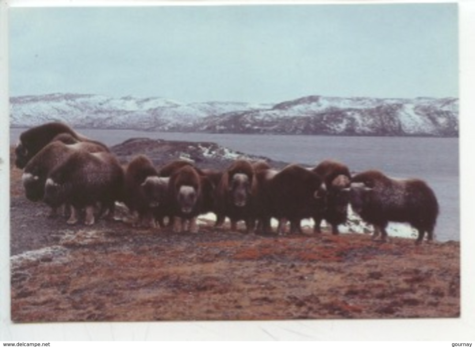 Canadian - NATURE - Boeufs Musqués Du Grand Nord (cp Vierge) - Autres & Non Classés