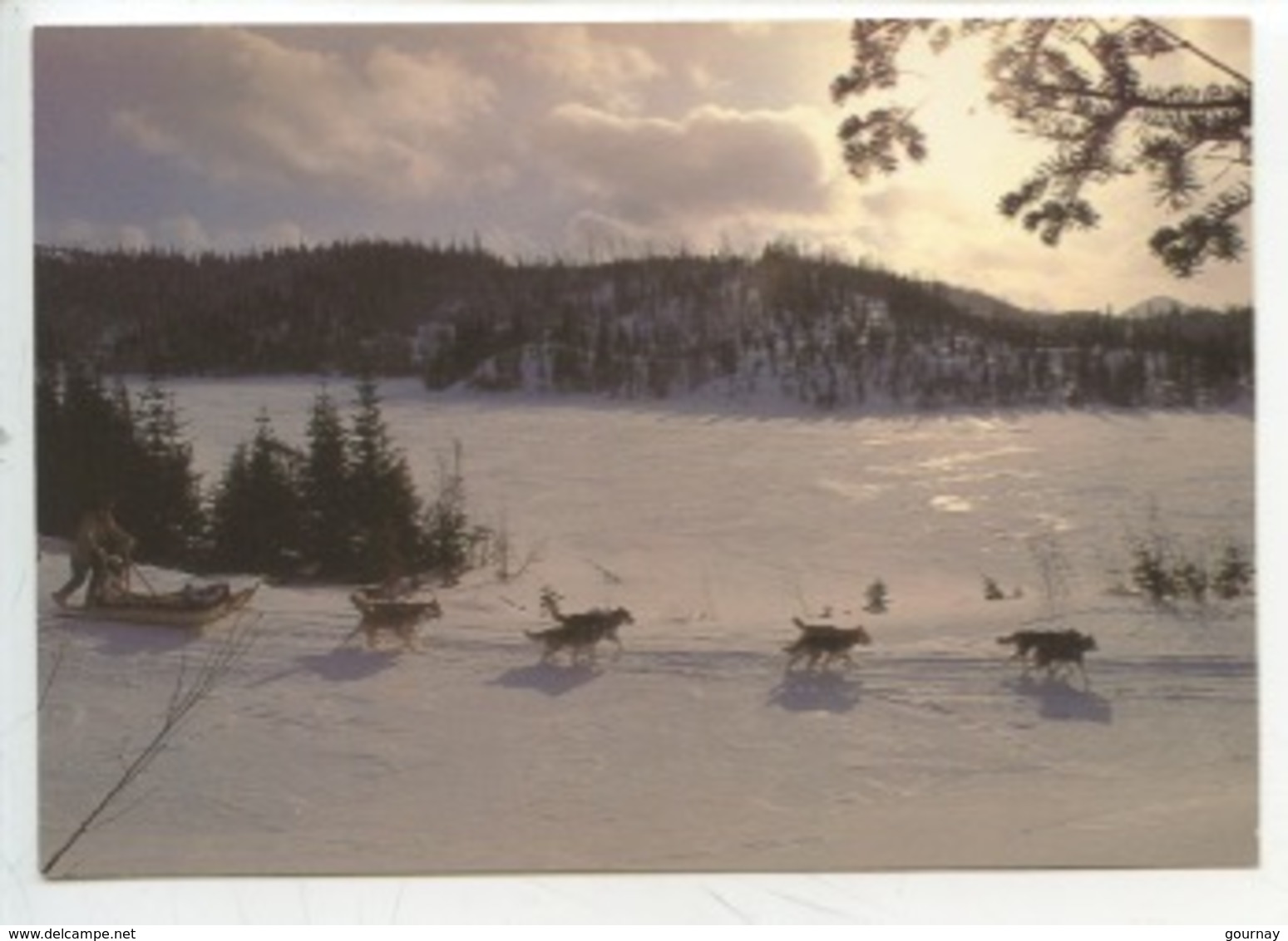 Canadian - NATURE - Dans La Foulée Du Retour Avant La Nuit Profonde (cp Vierge) Attelage Chien Traineau - Autres & Non Classés