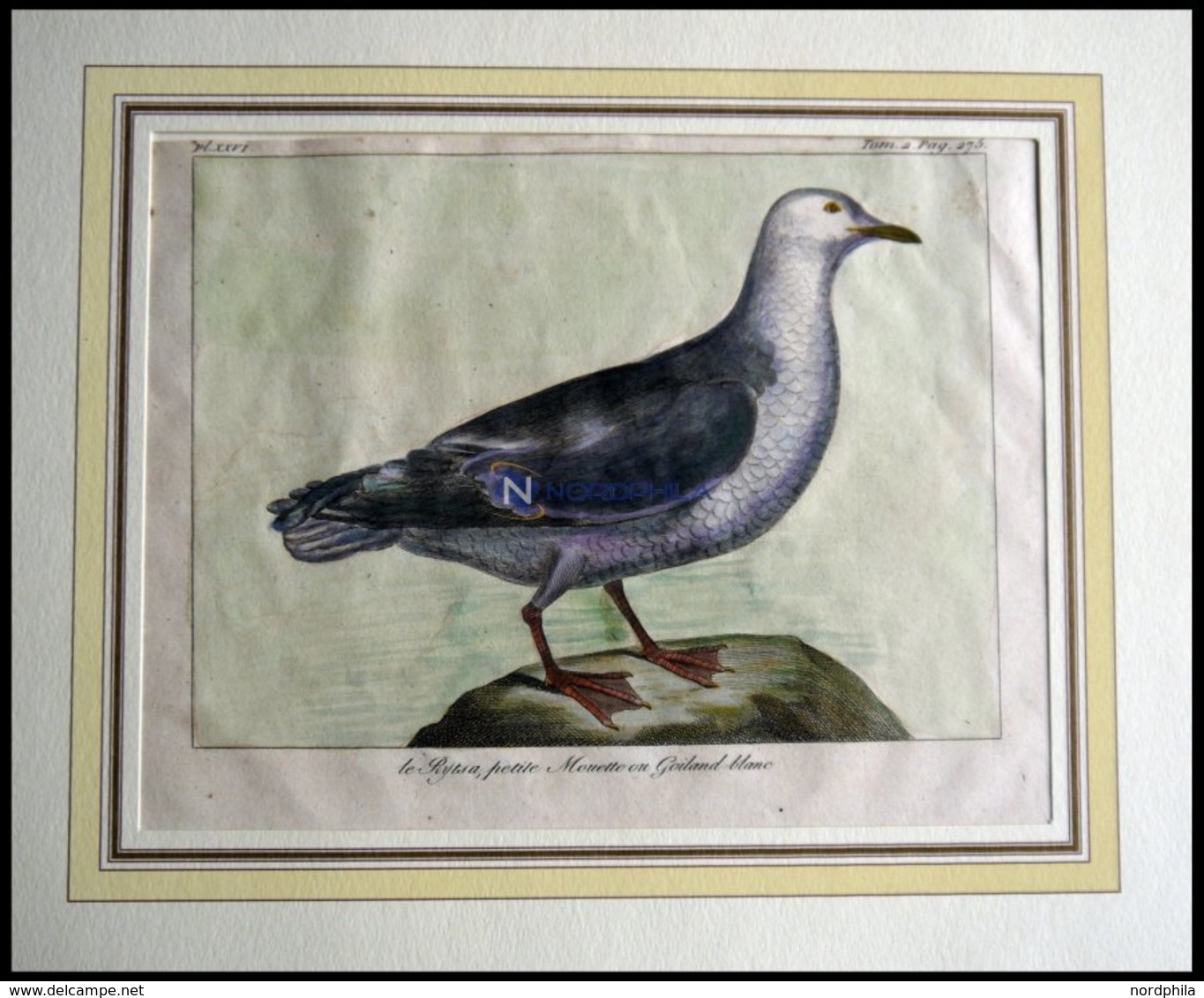 Die Möwe (le Rytsa, Petite Mouette Ou Goiland Blanc), Kolorierter Kupferstich Von Olafsen Aus Atlas Du Voyage En Islande - Lithografieën