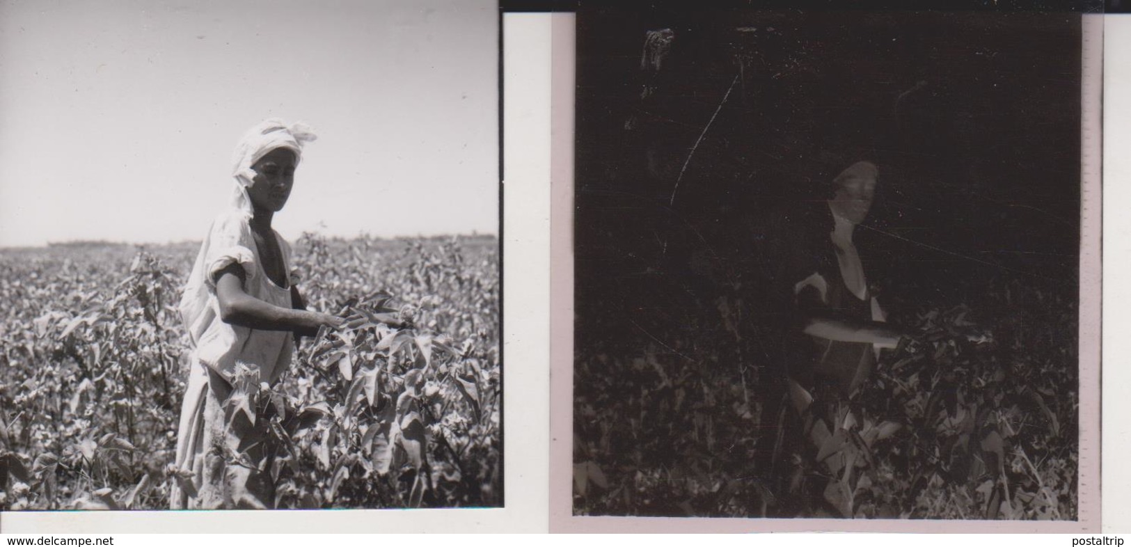 NEAR QOUS COTTON PICKERS  EGYPT Celluloid Photo Negative Contact Photographs Negatives Cynthia Ellis Egypte AFRICA - Africa