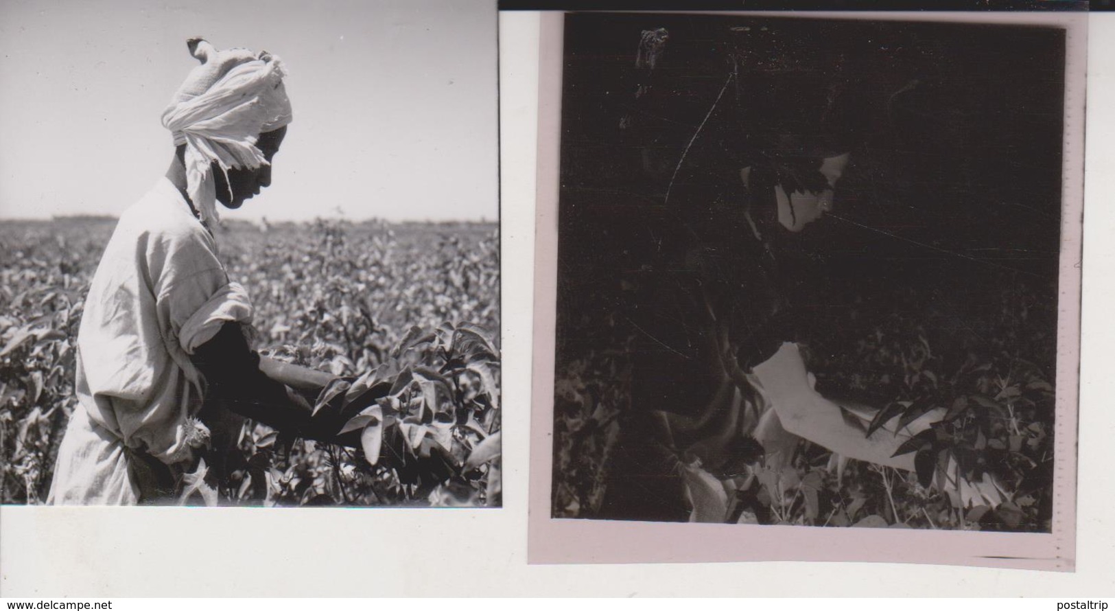 NEAR QOUS COTTON PICKERS  EGYPT Celluloid Photo Negative Contact Photographs Negatives Cynthia Ellis Egypte AFRICA - Africa