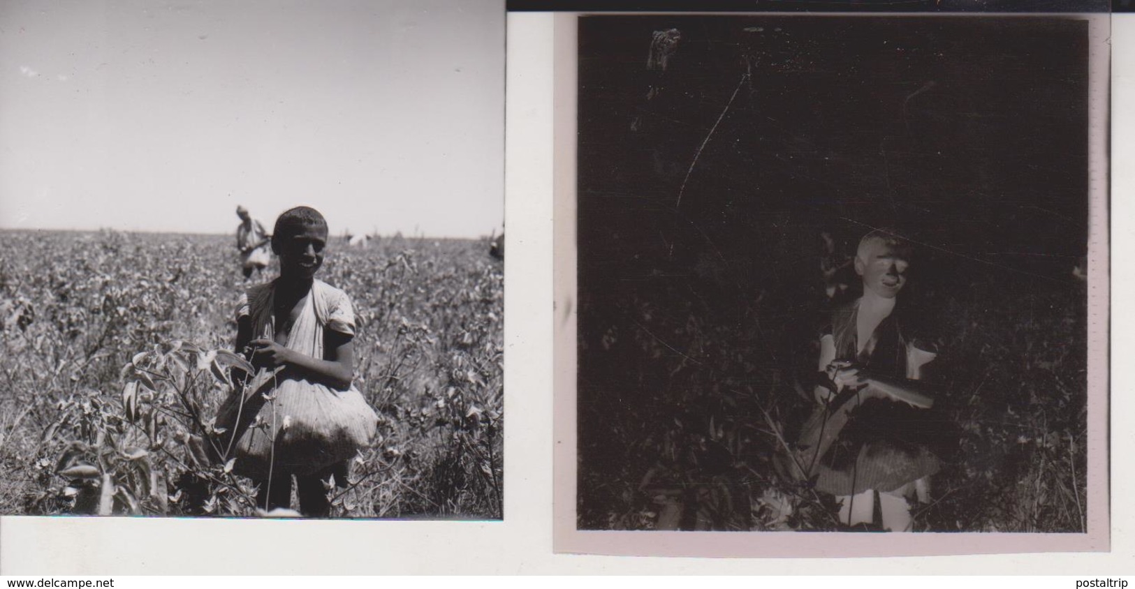 NEAR QOUS COTTON PICKERS  EGYPT Celluloid Photo Negative Contact Photographs Negatives Cynthia Ellis Egypte AFRICA - Africa