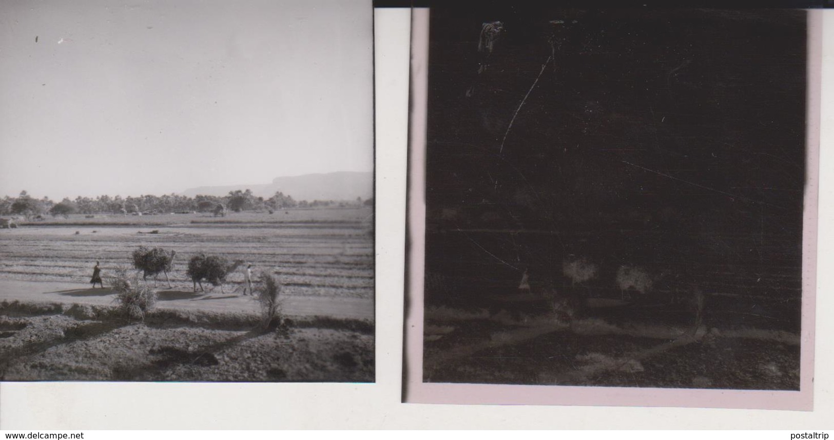 FIELDS OF EGYPT NEAR QOUS EGYPT Celluloid Photo Negative Contact Photographs Negatives Cynthia Ellis Egypte AFRICA - Africa