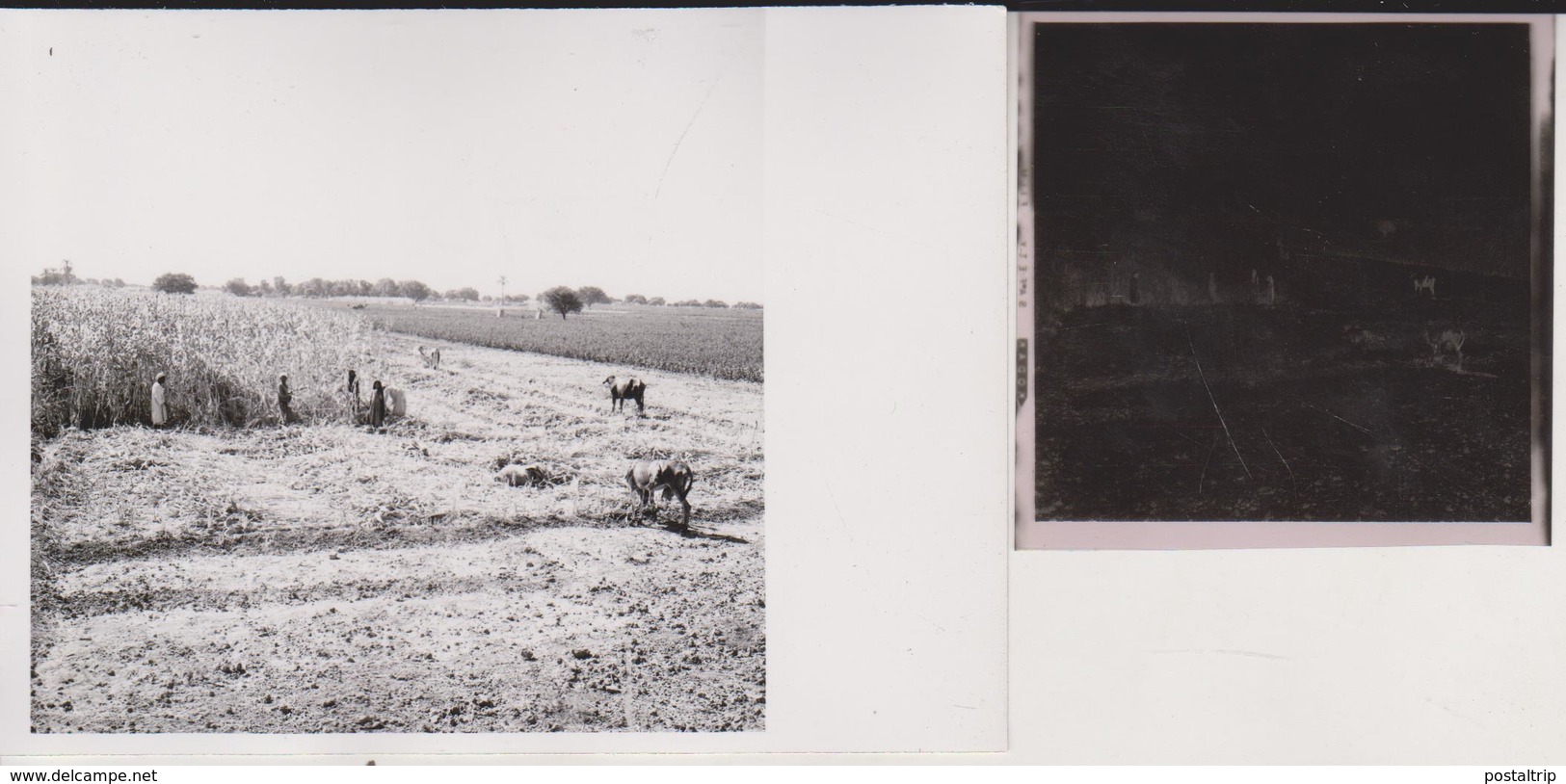 FIELDS OF EGYPT NEAR QOUS EGYPT Celluloid Photo Negative Contact Photographs Negatives Cynthia Ellis Egypte AFRICA - Africa