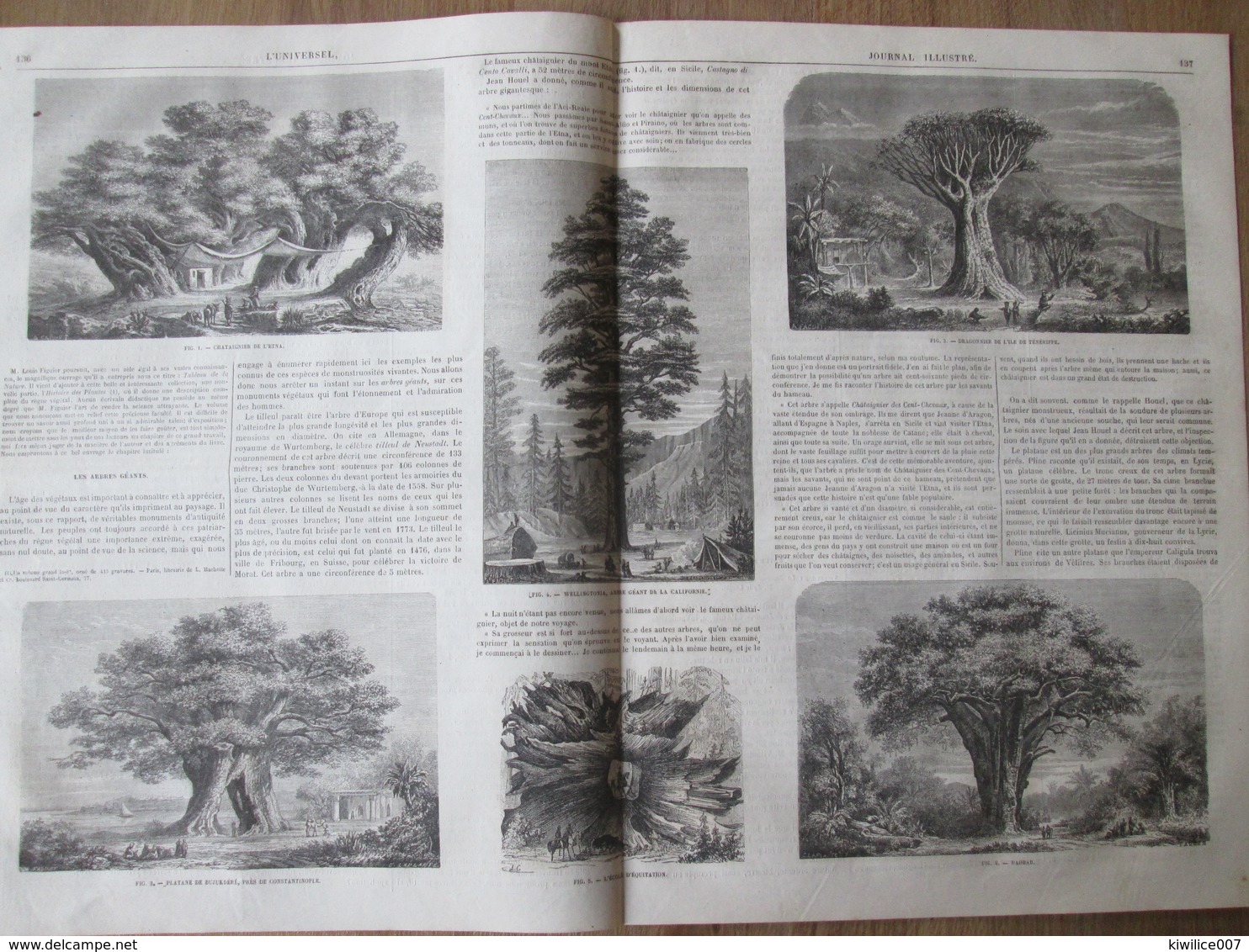 Gravure 1864  Arbres Géants GIANT TREES Baobab Dragonnier Teneriffe  Wellingtonia Chataignier Etna  Platane Bujukdéré - Unclassified