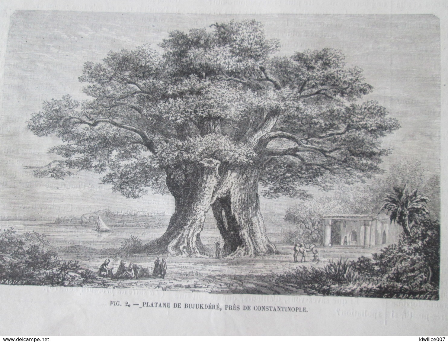 Gravure 1864  Arbres Géants GIANT TREES Baobab Dragonnier Teneriffe  Wellingtonia Chataignier Etna  Platane Bujukdéré - Unclassified