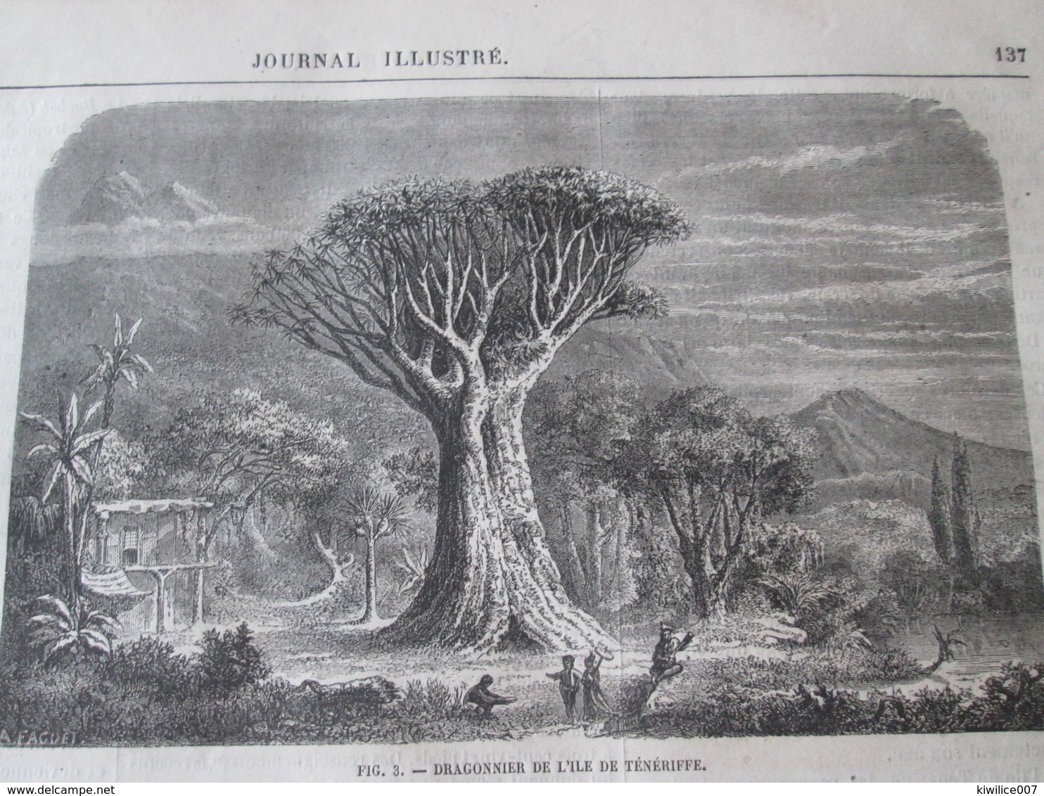 Gravure 1864  Arbres Géants GIANT TREES Baobab Dragonnier Teneriffe  Wellingtonia Chataignier Etna  Platane Bujukdéré - Unclassified