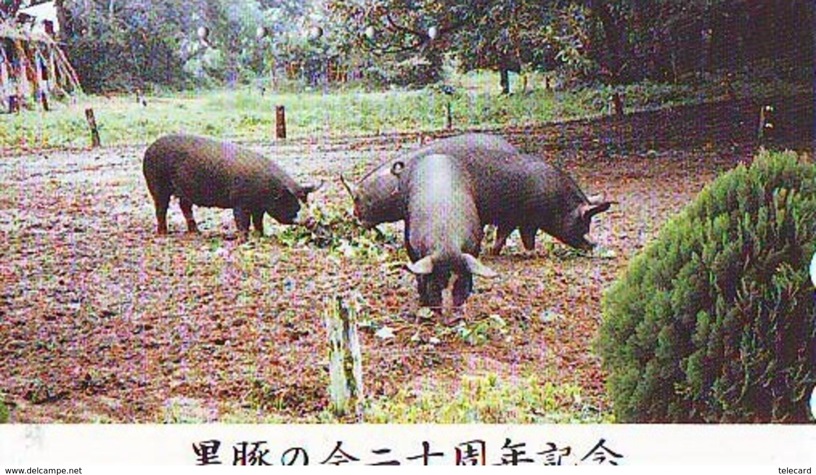 Télécarte Japon *  YEAR Of The PIG (己亥) ZODIAC  (591) COCHON * PHONECARD JAPAN * TK * SCHWEIN * PORCO * VARKEN - Zodiaque