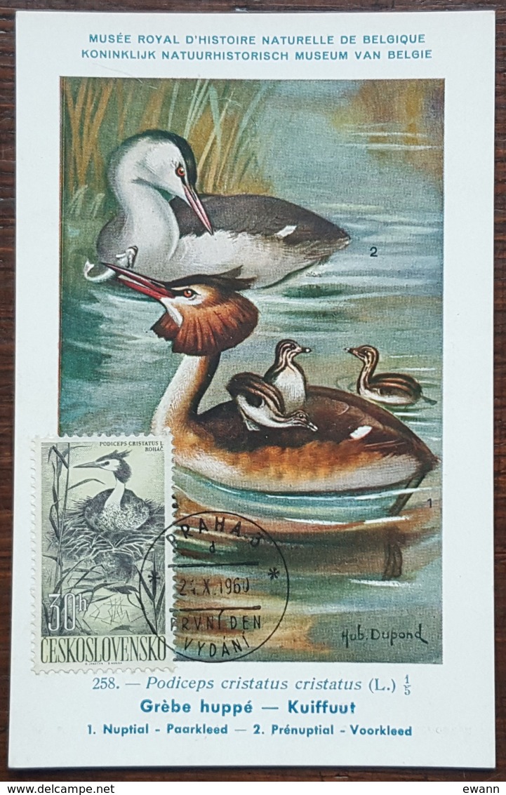 Tchécoslovaquie - Carte Maximum / CM 1960 - YT N°1110 - Faune / Oiseaux / Grèbe Huppée - FDC