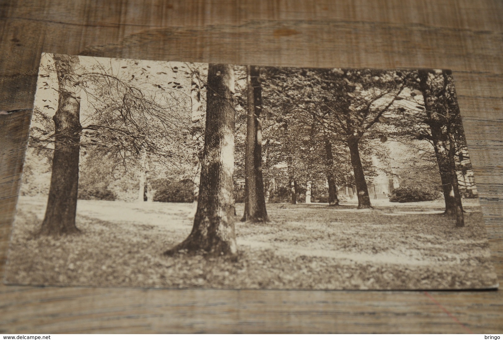 7007- ROYAUME DE BELGIQUE, DOMAINE DE MARIEMONT, LE PARC - SOUS BOIS VERS L'ENTREE PRINCIPALE - Morlanwelz