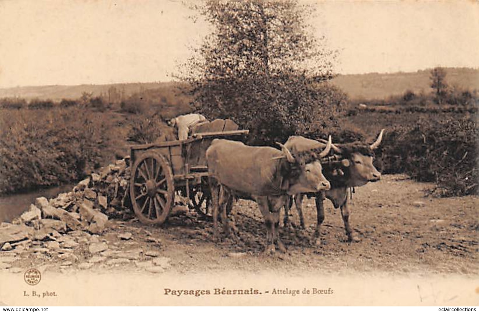 Pau       64          Paysage Béarnais   .Attelage De Bœufs .Chargement De Pierres.      (voir Scan) - Pau