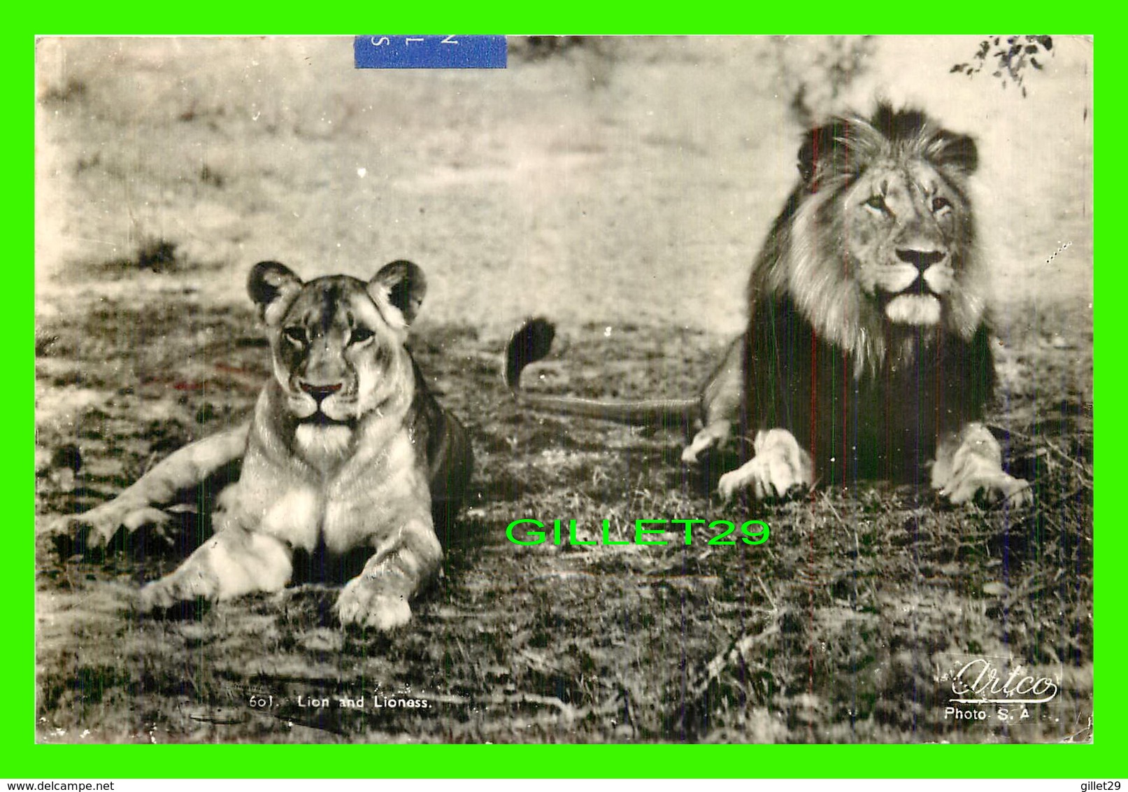 LIONS - UN COUPLE DE LIONS - TRAVEL IN 1956 FROM SOUTH AFRICA - - Lions