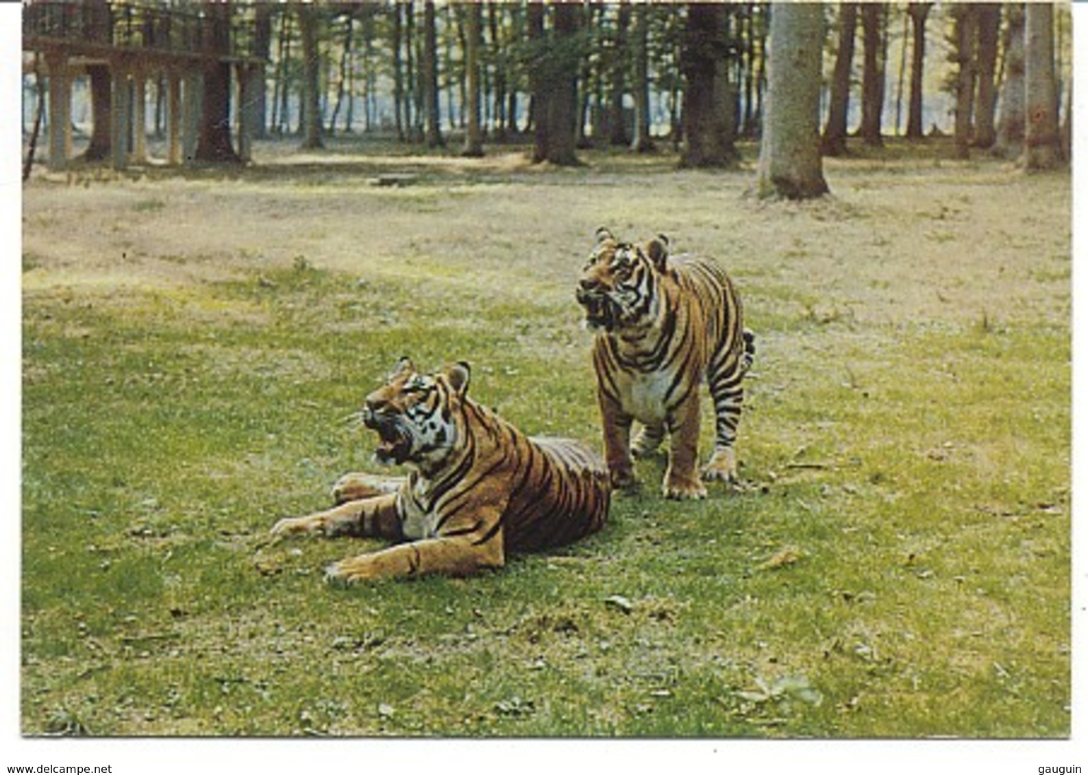 CPM - PARC ZOO DE THOIRY EN YVELINES - TIGRES En Liberté - Edition Du Château - Autres & Non Classés