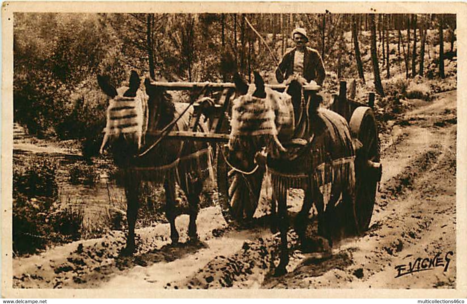 301218A - 40 Paysage D'art E VIGNES - Attelage De Mules En été - Castets