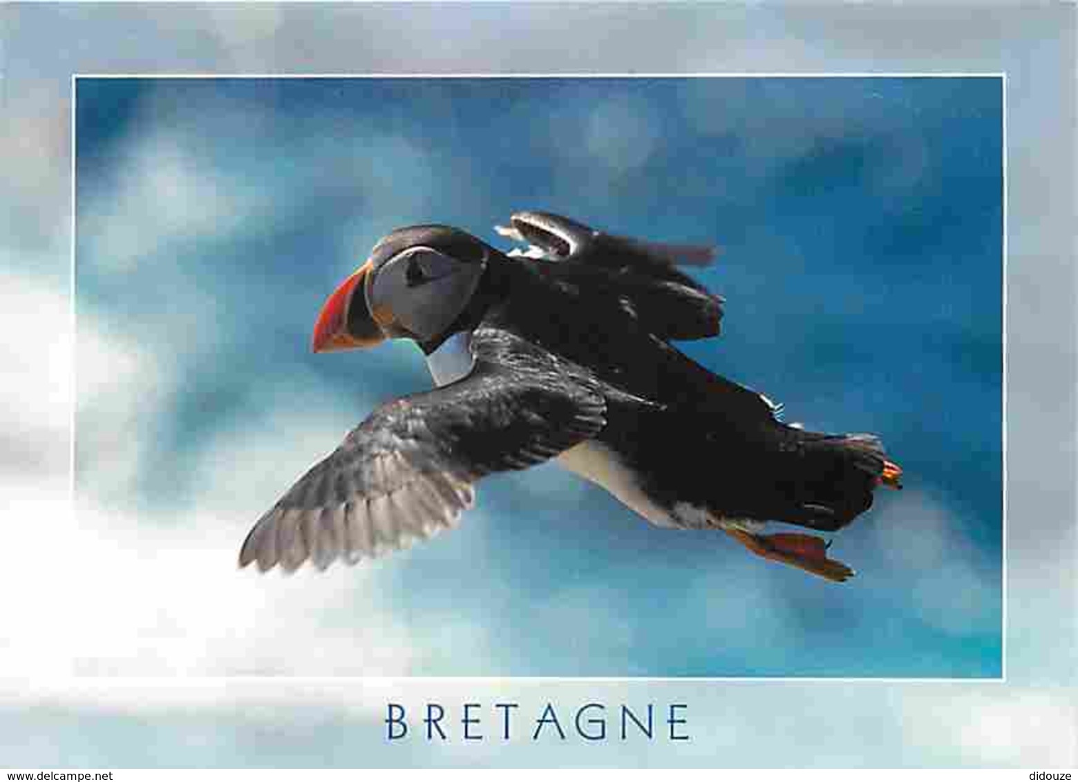 Animaux - Oiseaux - Macareux Moine - Puffin - Bretagne - Voir Scans Recto-Verso - Oiseaux