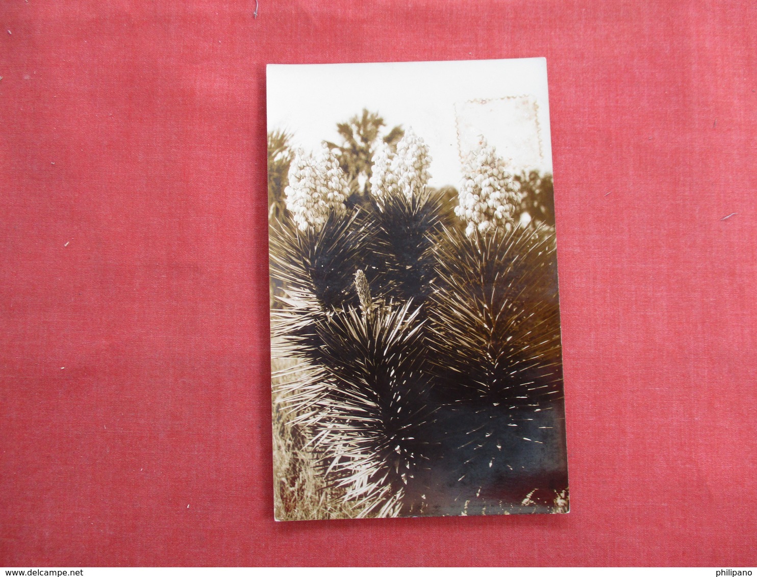 RPPC By Excel Studio -- Sarasota Fl ----Stamp Stain Right Side   >   Ref 3113 - Cactusses