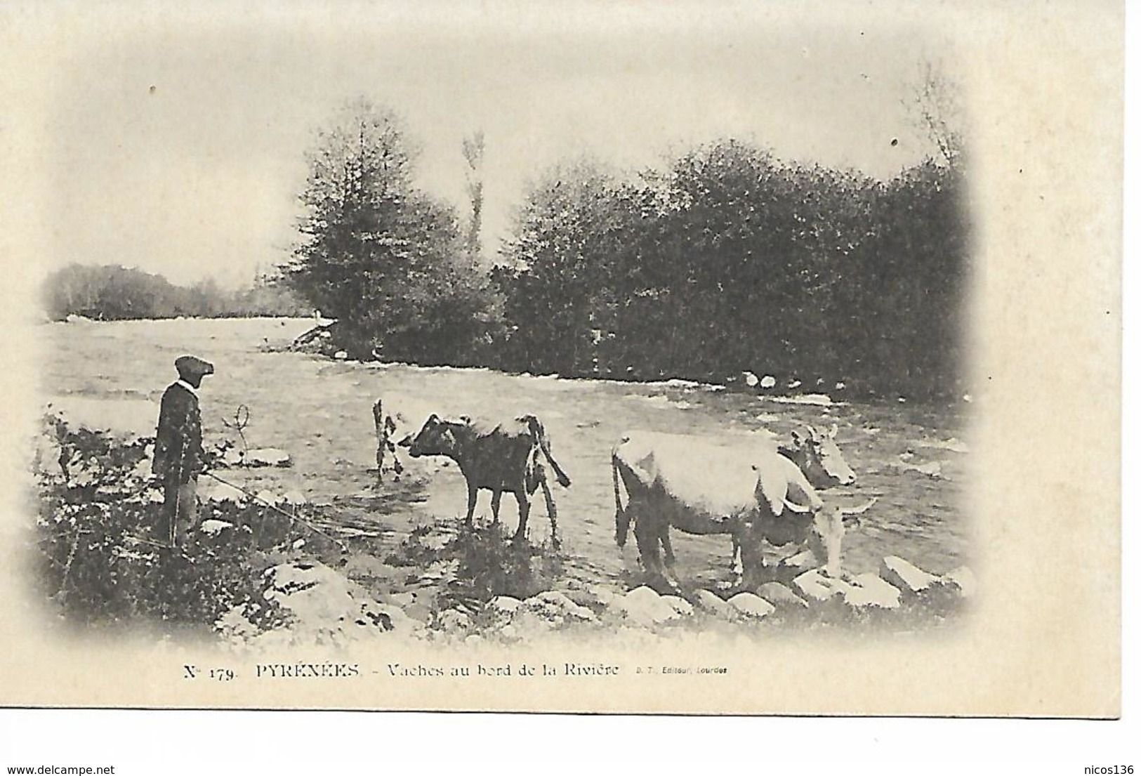 PYRENEES  VACHES AU BORD DE LA RIVIERE - Mucche