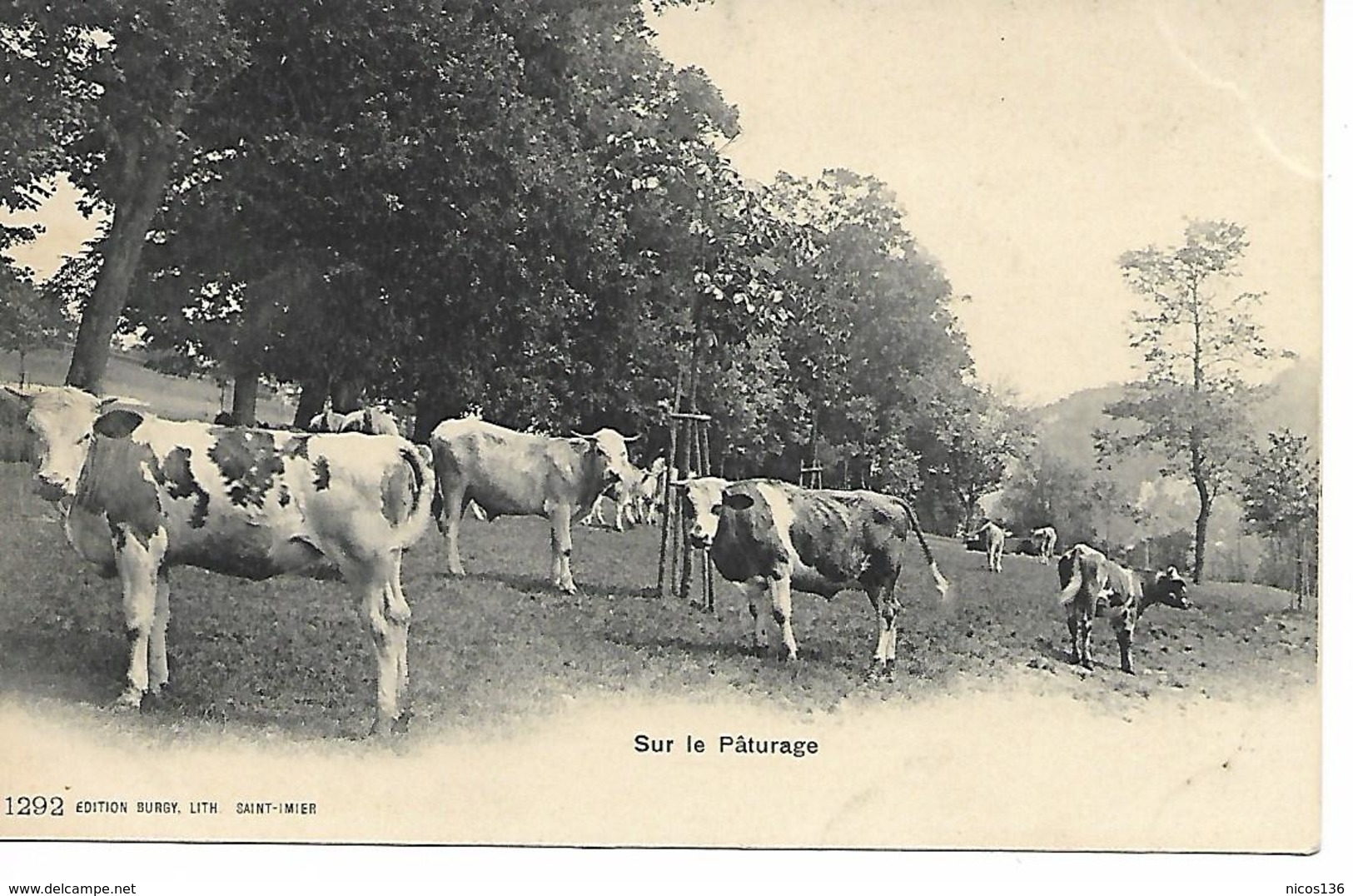 SUR LE PATURAGE   VACHES - Vaches