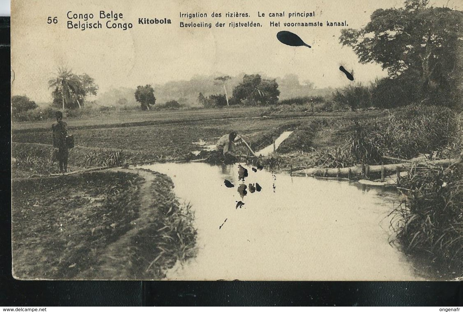 Carte Illustré Obl. N° 43. Vue: 56. Irrigation Des Rizières. Le Canal Principal. - Obl. Léopoldvile 03/10/1924 - Postwaardestukken