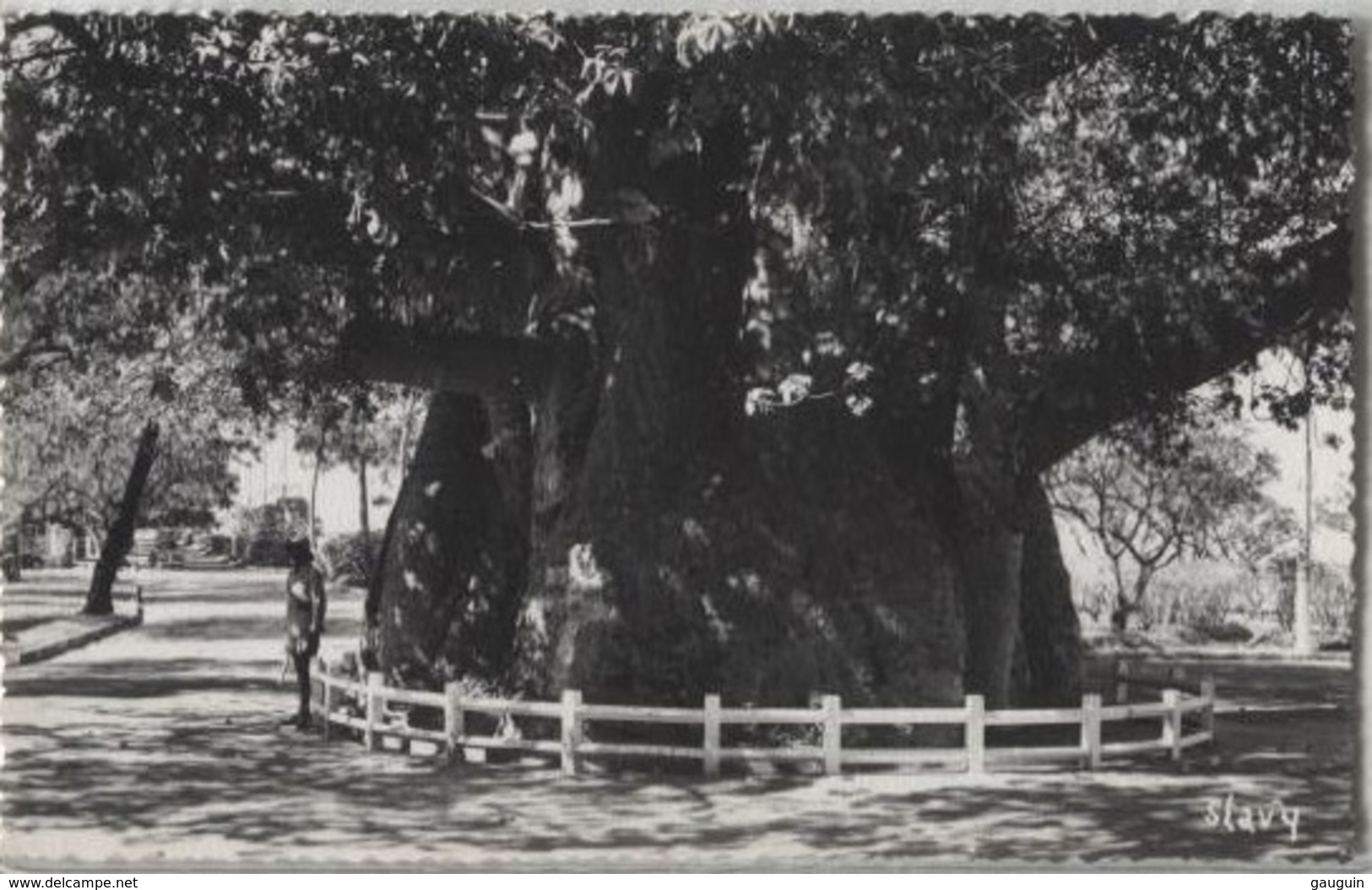 CPSM - MAJUNGA - Le Baobab - Edition Photo Stavy - Madagascar