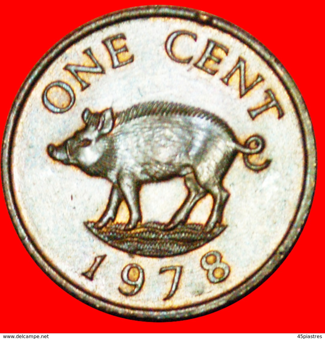 # PIG AND QUEEN (1970-1985): BERMUDA ★ 1 CENT 1978! LOW START ★ NO RESERVE! - Bermudas