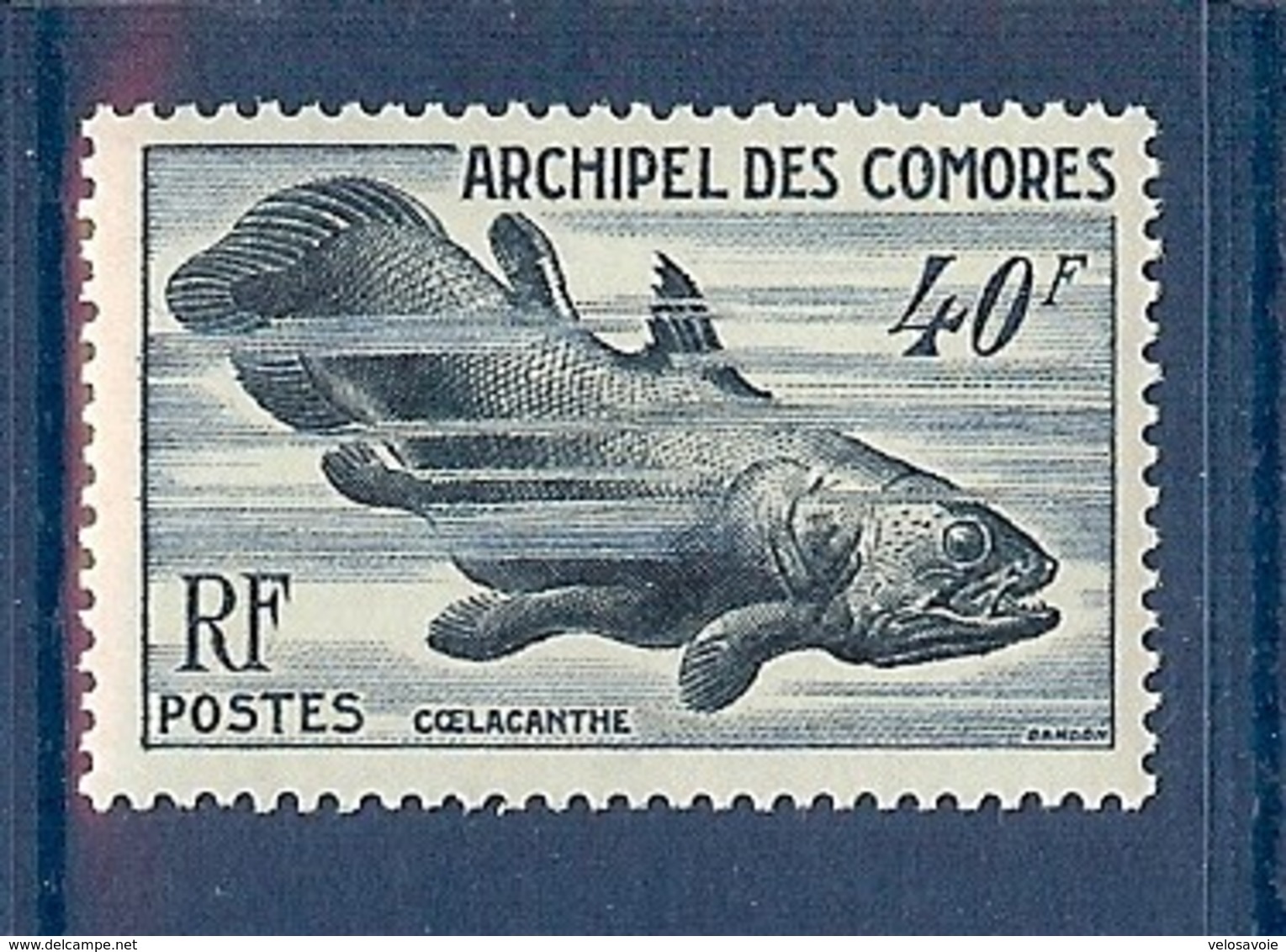 COMORES N° 13 FAUNE MARINE ** - Unused Stamps