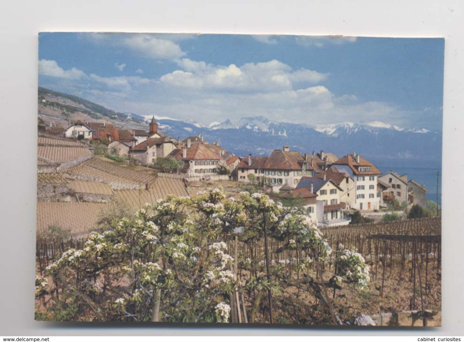 RIVAZ - Suisse - Vaud - Rivaz