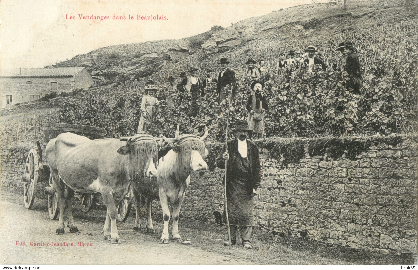 LES VENDANGES DANS LE BEAUJOLAIS - EDIT GARNIER JEANDARS , MACON ( ATTELAGE DE BOEUFS ) - Vignes