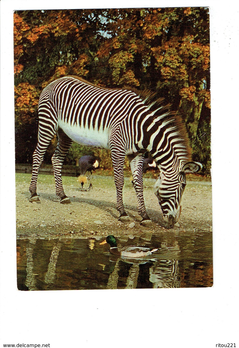 Cpm - ZEBRE - Zebra - N°16 - Serie 5138 - Animaux Sauvages - M.D. - Canard Oiseau Grue - Zèbres