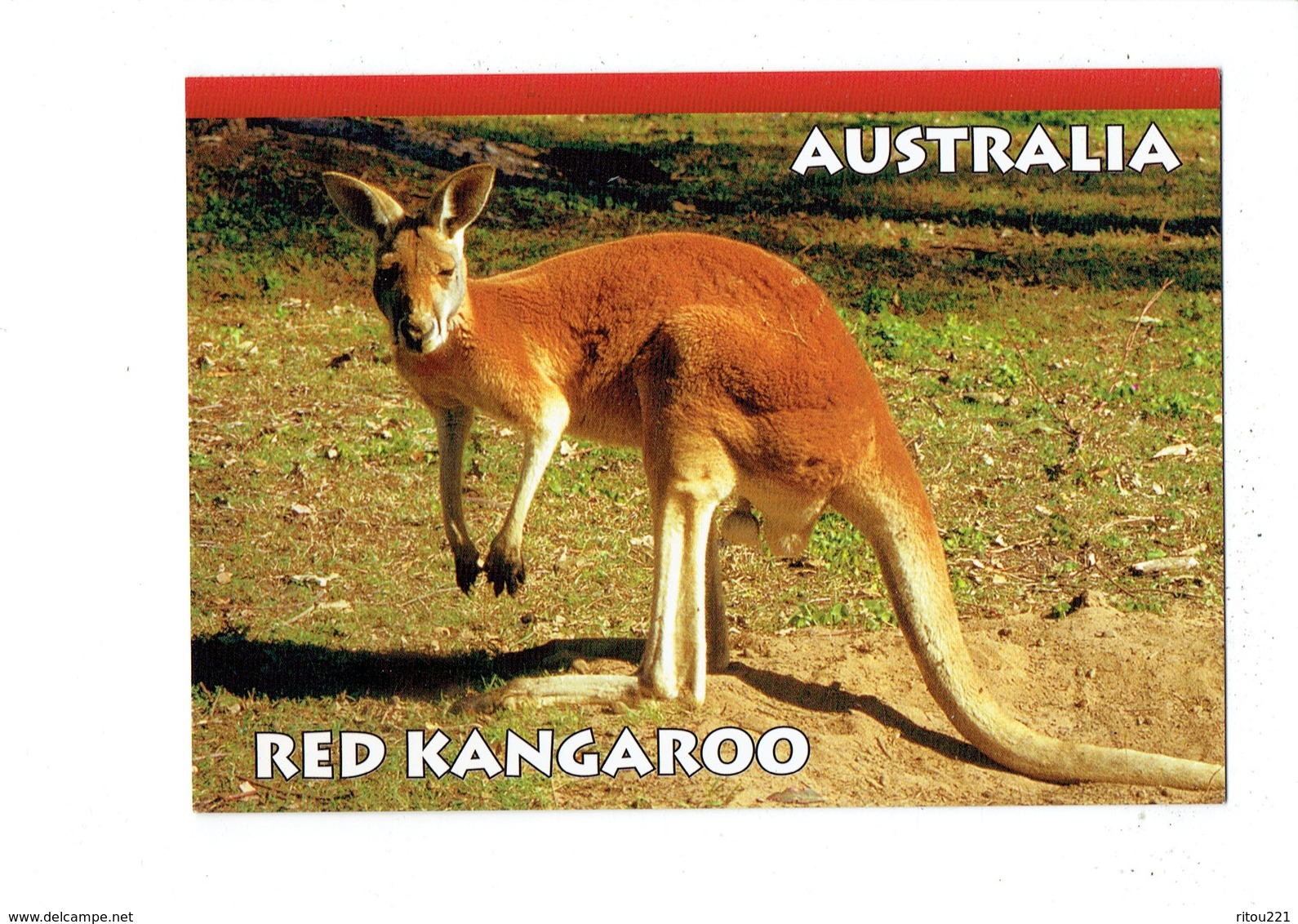 Cpm - Australie - KANGOUROU - Red Kangaroo - 1998 - Autres & Non Classés