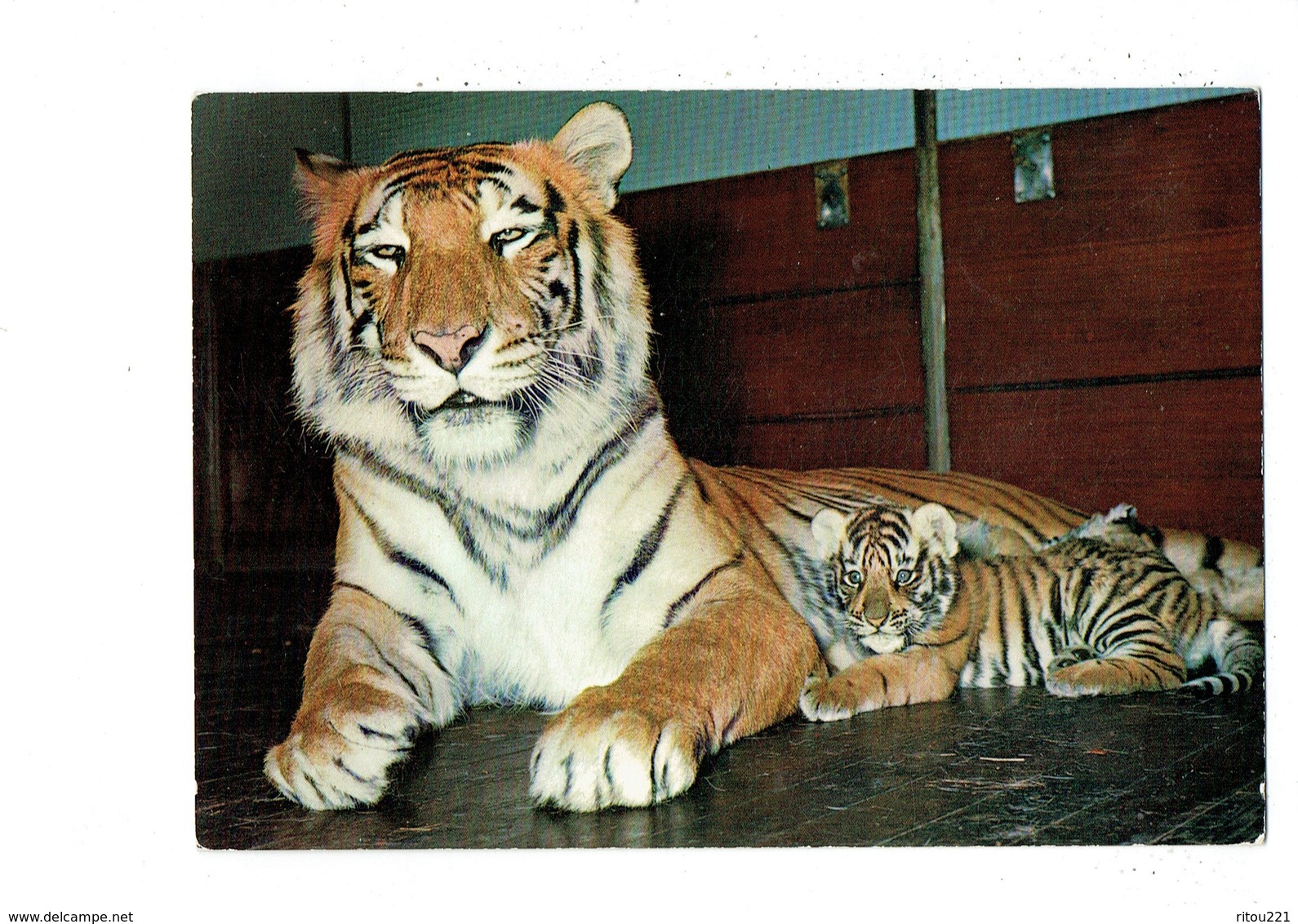 Cpm - TIGRE Et Bébé - Tiger - Zoologischer Garten Basel - ZOO - N°503 - Tigres